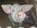 unser Mutterschwein Erika mit ihren Ferkeln